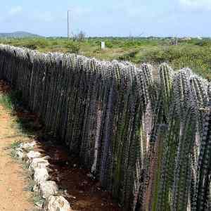 Obrázek 'Grow the wall'