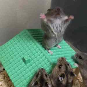Obrázek 'Hamster preaching to his people'