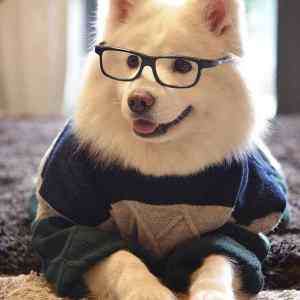 Obrázek 'Handsome-fluff'