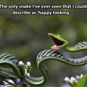 Obrázek 'Happy-looking-snake'