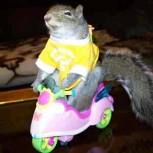 Obrázek 'Happy&nbsp;squirrel'