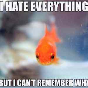 Obrázek 'Hateful Goldfish'