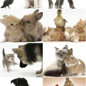 Obrázek 'Heart Meltingly Adorable Animal Photography'