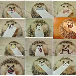 Obrázek 'Hedgie faces '