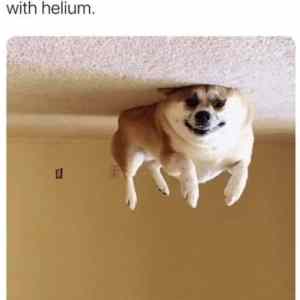 Obrázek 'Helium dog'