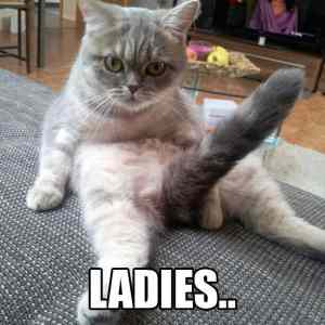 Obrázek 'Hey Ladies'