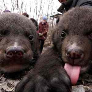 Obrázek 'Himalayan bears'