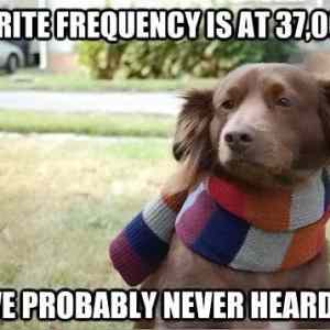 Obrázek 'Hipster-dog-frequency-hearing'