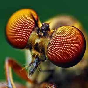 Obrázek 'Holocephala'