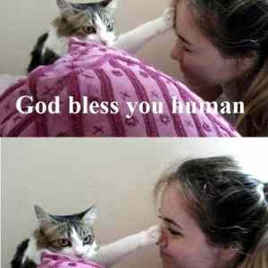 Obrázek 'Holy Cat 121211'