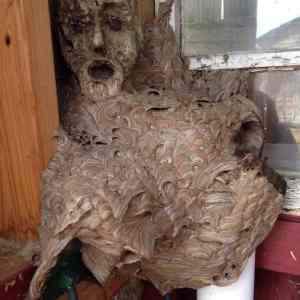 Obrázek 'Hornets-nest-around-a-wooden-statue-of-a-man'
