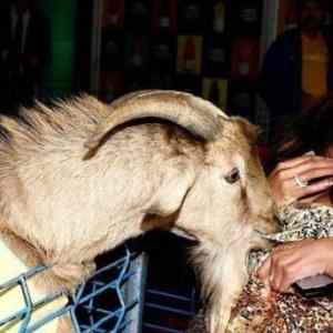 Obrázek 'Horny goat'