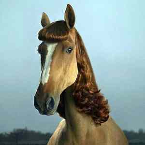 Obrázek 'Horse beauty'