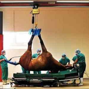 Obrázek 'Hospital for Horses1 '