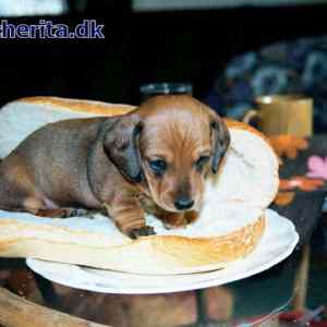 Obrázek 'Hotdog'