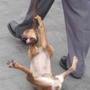 Obrázek 'HowNOTtowalkyourdog'