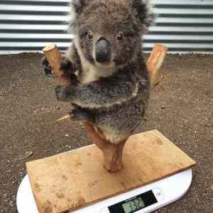 Obrázek 'How to weigh a baby koala'