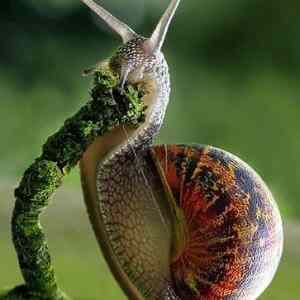 Obrázek 'Hungry Hungry Snail 19-02-2012'