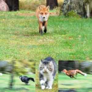 Obrázek 'Hunting-Fail-001'