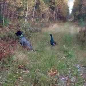 Obrázek 'Hunting dog for sale'