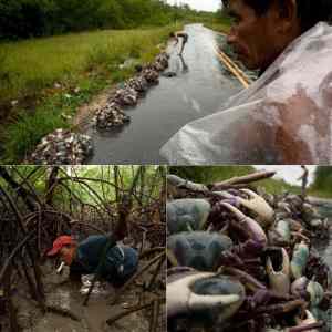 Obrázek 'Hunting for Crabs in Brazil'