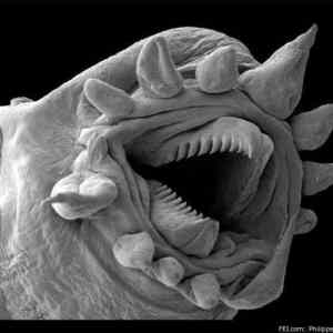 Obrázek 'Hydrothermal-worm'