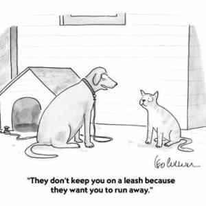 Obrázek 'I am so sorry cat'