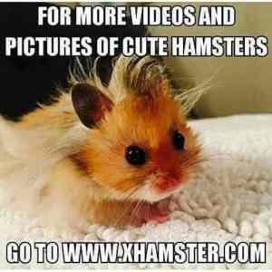 Obrázek 'I love hamsters'