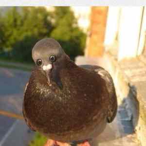 Obrázek 'If Pigeons Had Front Eyes'