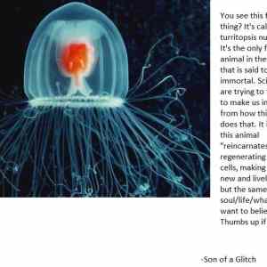 Obrázek 'Immortal 0ccd53 401761'