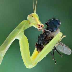 Obrázek 'Insects eating'