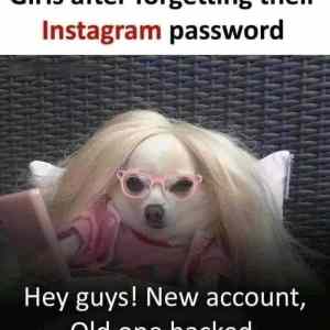 Obrázek 'Insta&nbsp;bitches'