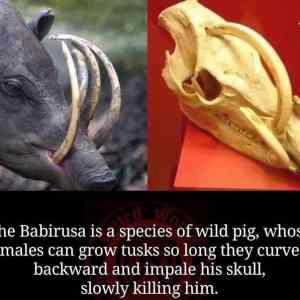 Obrázek 'Interesting-evolution-trait-of-the-Babirusa'
