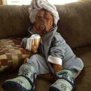 Obrázek 'Its a dogs life'