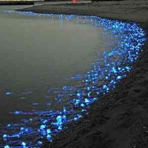 Obrázek 'Japans firefly squids 30-03-2012'