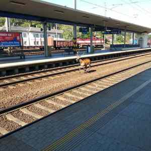 Obrázek 'Jelenosprezka Ceskych drah Zabreh na Morave'