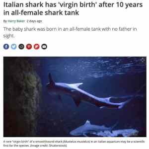 Obrázek 'Jesus Sharkus'