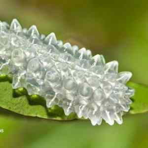 Obrázek 'Jewel Caterpillar - Acraga coa'