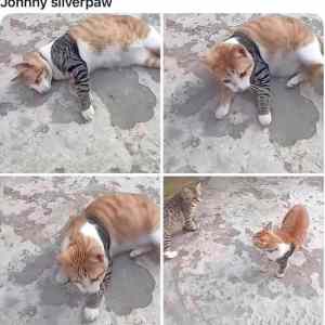 Obrázek 'Johny silverpaw'