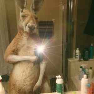 Obrázek 'Kangooselfie'