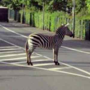 Obrázek 'Kde je ta zebra'