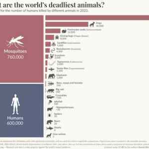 Obrázek 'Killer&nbsp;Critters'