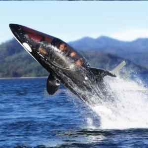 Obrázek 'Killer Whale Submarine'