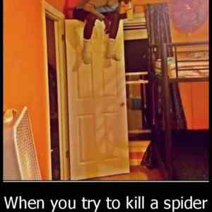 Obrázek 'Killing A Spider'