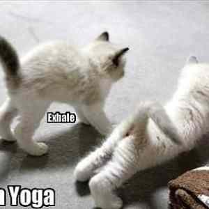 Obrázek 'Kitteh yoga 23-03-2012'