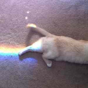 Obrázek 'Kitten rainbow'