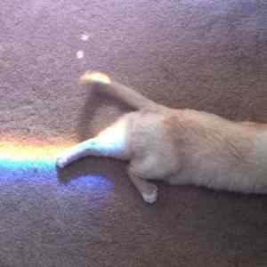 Obrázek 'Kitten rainbow'