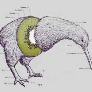 Obrázek 'KiwiNeboKiwi'