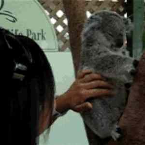 Obrázek 'Koala'