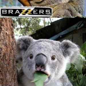 Obrázek 'Koala 01-02-2012'